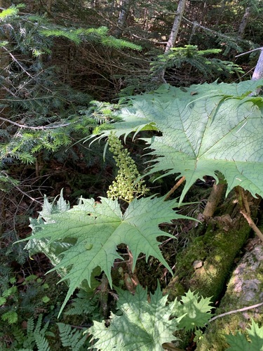 Image of Oplopanax japonicus by (c) 岸本年郎, some rights reserved (CC BY)