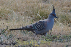 Ocyphaps lophotes