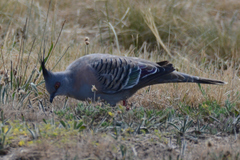 Ocyphaps lophotes