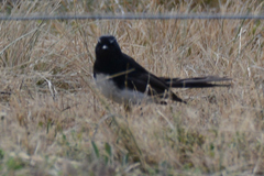 Rhipidura leucophrys