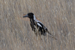 Gymnorhina tibicen