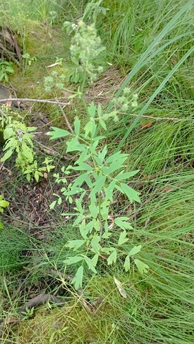 Small Meadow-rue