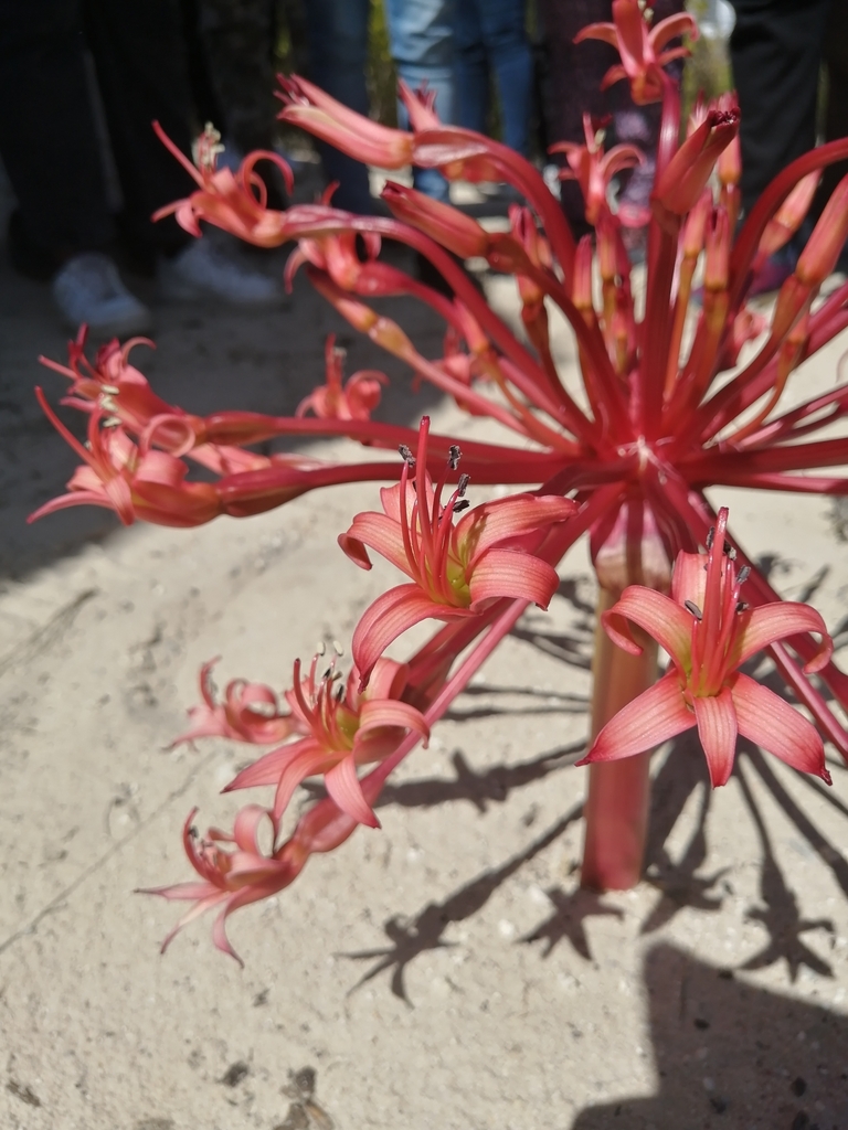 candelabra lily from University of The Western Cape, Erica Twp, Cape