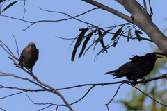 Sturnus vulgaris