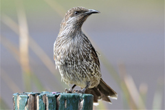Anthochaera chrysoptera