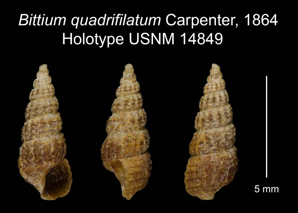 Lirobittium quadrifilatum