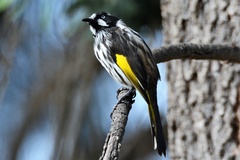 Phylidonyris novaehollandiae