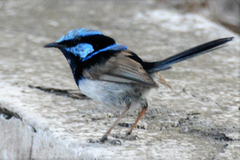 Malurus cyaneus