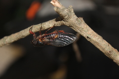 Yoyetta spectabilis