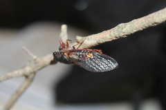 Yoyetta spectabilis