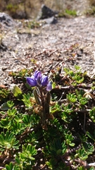 Lupinus microphyllus