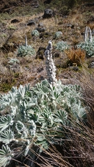 Lupinus alopecuroides