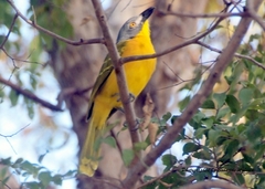 Malaconotus blanchoti