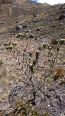 Linochilus eriophorus