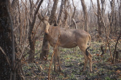 Alcelaphus buselaphus major