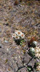 Linochilus eriophorus