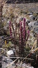Neobartsia