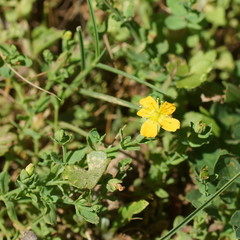 Hypericum japonicum