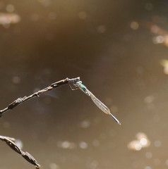 Austrolestes cingulatus