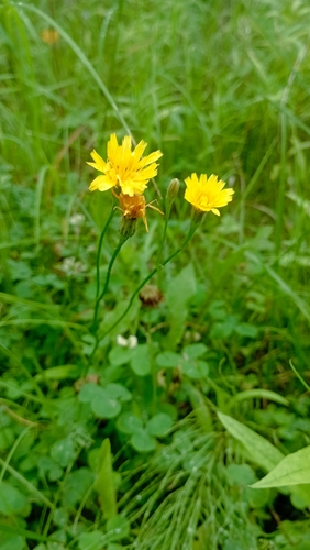 Autumn Hawkbit
