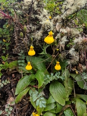 Calceolaria biflora