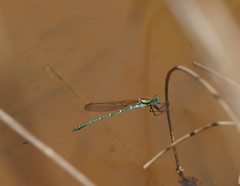 Austrolestes cingulatus