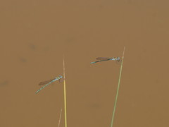 Austrolestes cingulatus