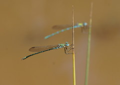 Austrolestes cingulatus