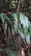 Alpinia intermedia