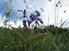 Clematis integrifolia