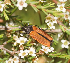 Castiarina nasuta