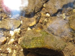 Ancylus fluviatilis