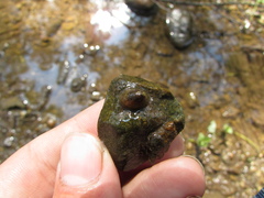 Ancylus fluviatilis