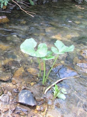 Petasites radiatus