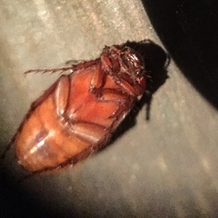Coleoptera