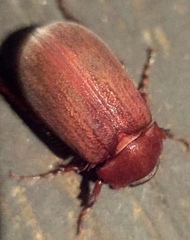 Coleoptera