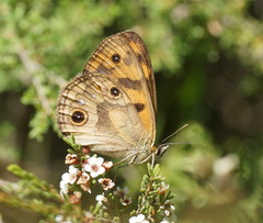 Heteronympha cordace