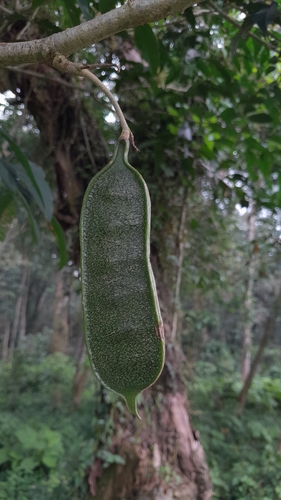Inga acrocephala