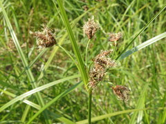 Bolboschoenus laticarpus