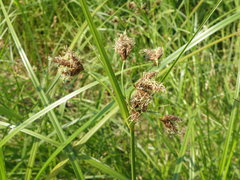 Bolboschoenus laticarpus