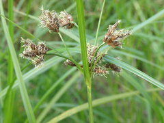 Bolboschoenus laticarpus