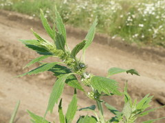 Chaiturus marrubiastrum