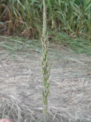 Beckmannia eruciformis