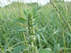 Chaiturus marrubiastrum