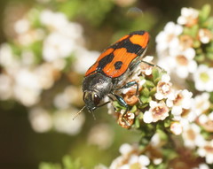 Castiarina delectabilis