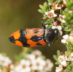 Castiarina delectabilis