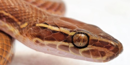 Striped House Snake