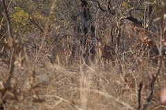Alcelaphus buselaphus major