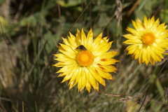 Xerochrysum subundulatum