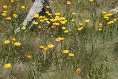 Xerochrysum subundulatum